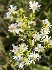 Symphyotrichum urophyllum