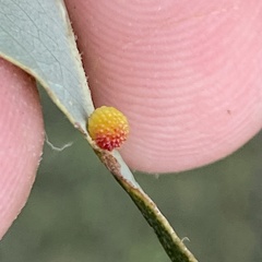 Acraspis pezomachoides