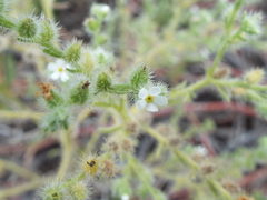 Cryptantha albida