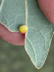 Acraspis pezomachoides