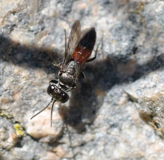 Miscophus bicolor