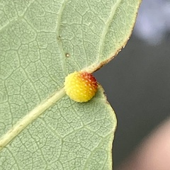 Acraspis pezomachoides