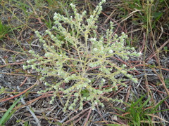 Cryptantha albida
