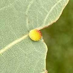 Acraspis pezomachoides