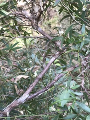 Leucopogon affinis