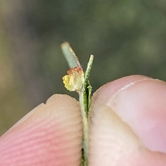 Acraspis pezomachoides