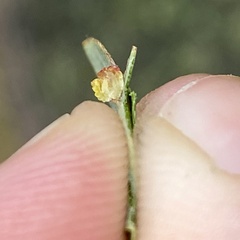 Acraspis pezomachoides