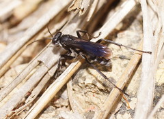 Turneromyia