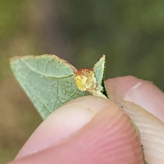 Acraspis pezomachoides