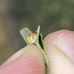 Acraspis pezomachoides