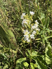 Symphyotrichum urophyllum