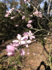 Eriostemon australasius