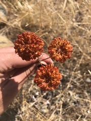 Eriogonum ovalifolium