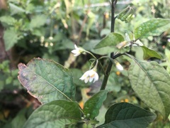 Solanum americanum