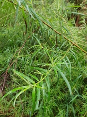 Cassinia longifolia