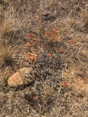 Eriogonum ovalifolium