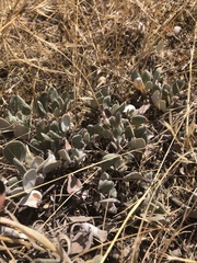 Eriogonum ovalifolium