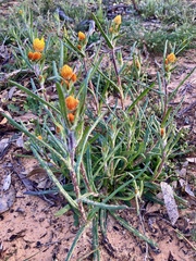Waitzia acuminata acuminata