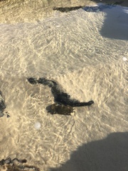 Portunidae