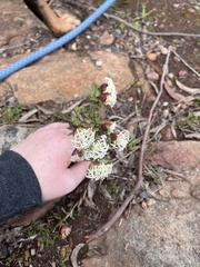 Pimelea linifolia linifolia
