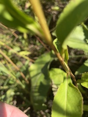Symphyotrichum urophyllum