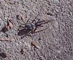 Lampona cylindrata