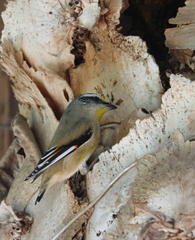 Pardalotus striatus