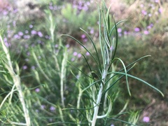 Cassinia laevis