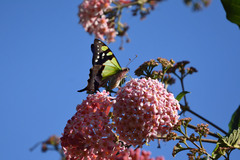 Graphium macleayanus