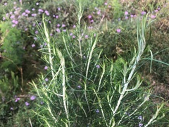 Cassinia laevis