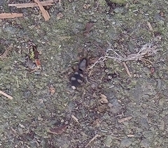 Lampona cylindrata