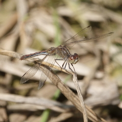 Diplacodes bipunctata