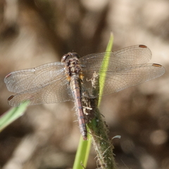 Diplacodes bipunctata