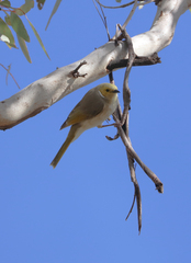 Ptilotula penicillata