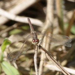 Diplacodes bipunctata