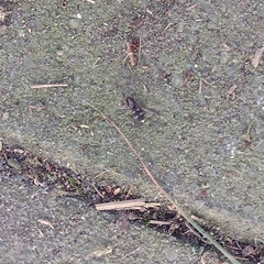 Lampona cylindrata