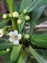 Myoporum petiolatum