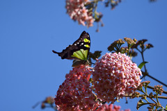 Graphium macleayanus