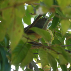 Colluricincla rufogaster