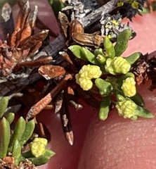 Eriophyes adenostomae