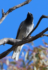 Coracina novaehollandiae