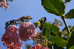 Graphium macleayanus