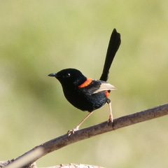 Malurus melanocephalus