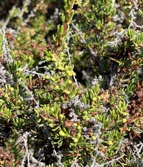 Eriophyes adenostomae