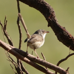 Malurus melanocephalus