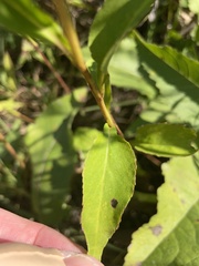 Symphyotrichum urophyllum