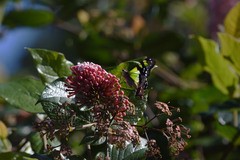 Graphium macleayanus