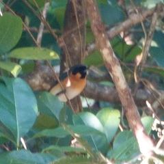 Symposiachrus trivirgatus