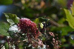 Graphium macleayanus