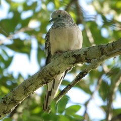 Geopelia placida